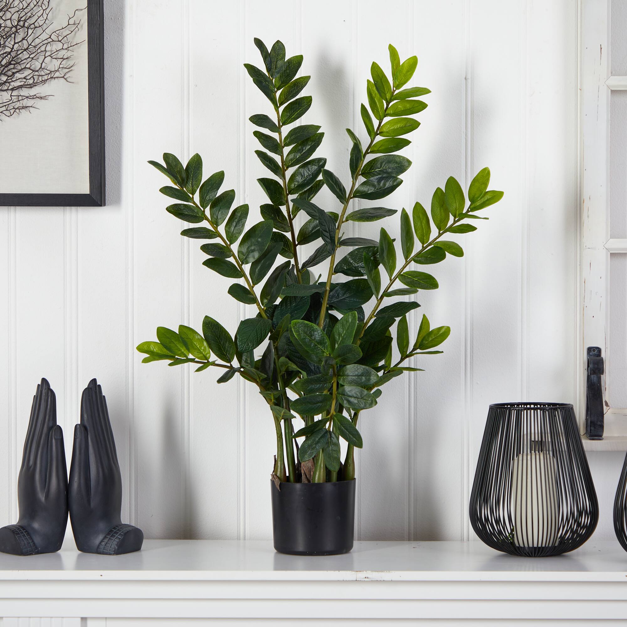 3ft. Potted Zamioculcas Plant
